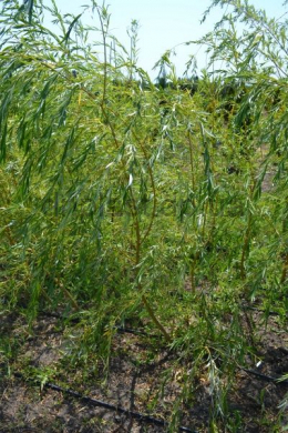Верба біла КОМ (Salix alba Tristis) (L 14-16 см)