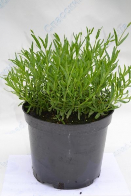Лаванда узколистная Мунстед (С5) Lavandula angustifolia Munstead. 