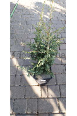 Хіберніка  ялівець звичайний (С3 ) Juniperus communis Hibernica. 