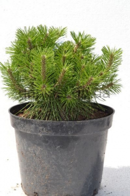 Джейн Клюз Сосна густоцветковая (С7,5) Pinus densiflora Jane Kluise 																				