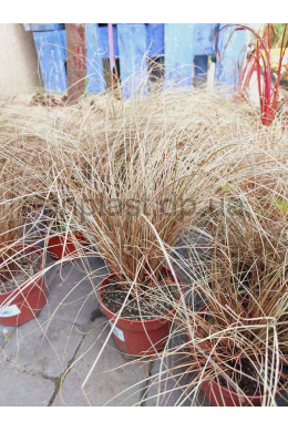 Осока Бронз Карлс (С1,2) Carex Bronze Curls