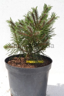 Хласко Сосна гірська (С7,5) Pinus mugo Hlasko	h-35,40 d-30-35																				