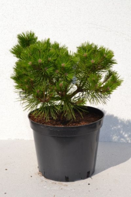 Лоу Глоу Сосна густоцветковая (С10) Pinus densiflora Low Glow 																						