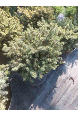 Карел Ялина сербська (С10) Picea omorika Karel