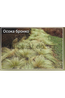 Осока Бронко (С1,2) Carex Bronco