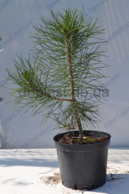 Сосна крымская (С5) Pinus Pallasiana h-60, d-25