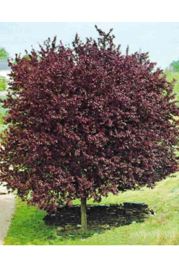 Слива Хессей КОМ (L до 6см) Prunus cerasifera Hessei