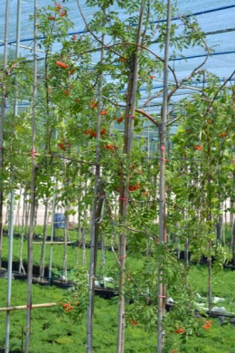 Горобина звичайна плакуча КОМ (8-10см)  Sorbus aucuparia Pendula