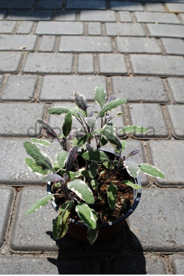 Шавлія Триколор (С1,2) Salvia officinalis Tricolor