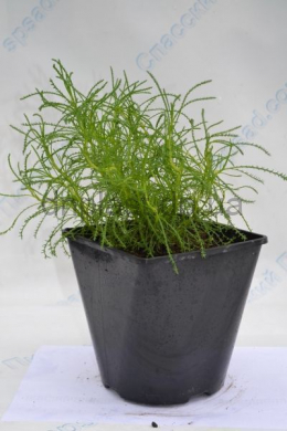 Сантоліна зелена (С3) Santolina viridis