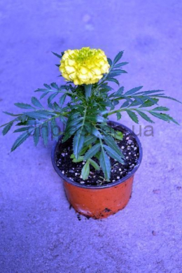 Тагетес крупноцветковий лимонный (erecta) Antigua Р9