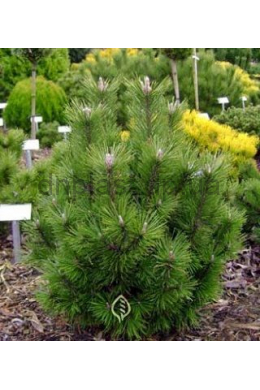 Арпад Сосна горная (С7,5) Pinus mugo Arpad																			
