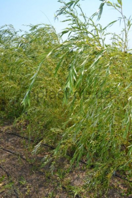 Верба біла КОМ (Salix alba Tristis) (L 10-12см)