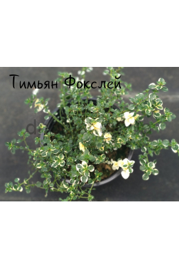 Тим'ян Фокслей (С1,2) Thymus alpestris 'Foxley' (pulegioides) 