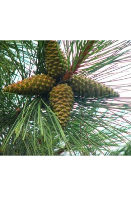 Сосна кримська (150-175) Pinus Pallasiana