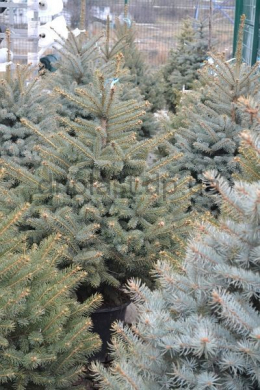 Ель колючая (100-125) Picea pungens glauca (КОМ)