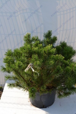Сосна горная Мопс (С25) Pinus mugo Mops h-55-60,d-55-60