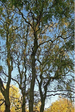 Верба Мацуда Тортуоза КОМ (Salix matsudana Tortuosa)  (L 6-8см)