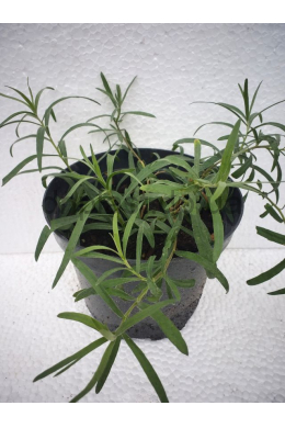 Тархун (эстрагон) (С2) Artemisia dracunculus