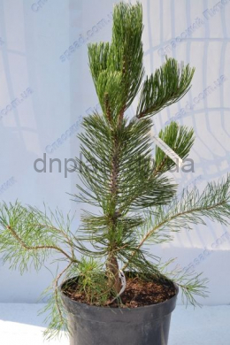 Сателит Сосна білокора (С7,5) Pinus leucodermis Satelit 														