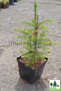 Ель европейская Глаука (С3) Picea abies h-30,d-20