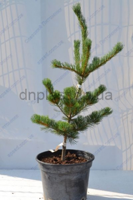 Темплхоф Сосна біла (С10) Pinus parviflora Tempelhof 													