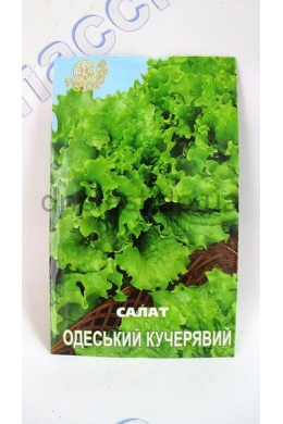 Одесский Кучерявый салат (Квитень)