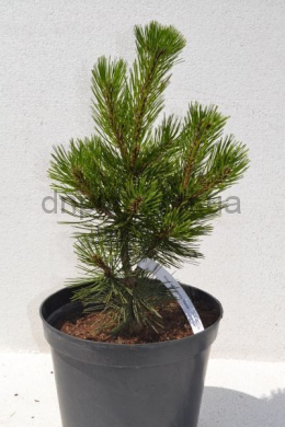 Малинки Сосна белокорая (С10) Pinus leucodermis  Malinki  h-50,d-30																					