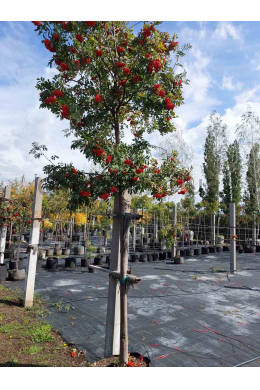 Рябина  обыкновенная (L20-25см см) КОМ (Sorbus Aucuparia)