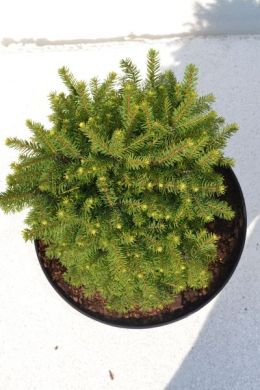 Нидиформис Ель обыкновенная (C10) Picea Abies Nidiformis h-30,d-30