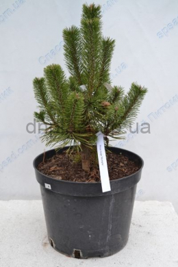 Мампитз Сосна горная (С10)  Pinus mugo Mumpitz h-30,d-20
