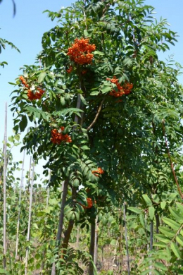 Горобина звичайна  плакуча КОМ (10-12см) Sorbus aucuparia Pendula
