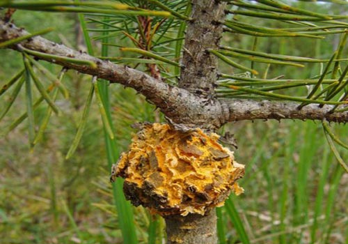 Сосна болеет ржавичным грибом - Спасский питомник Днепропетровск
