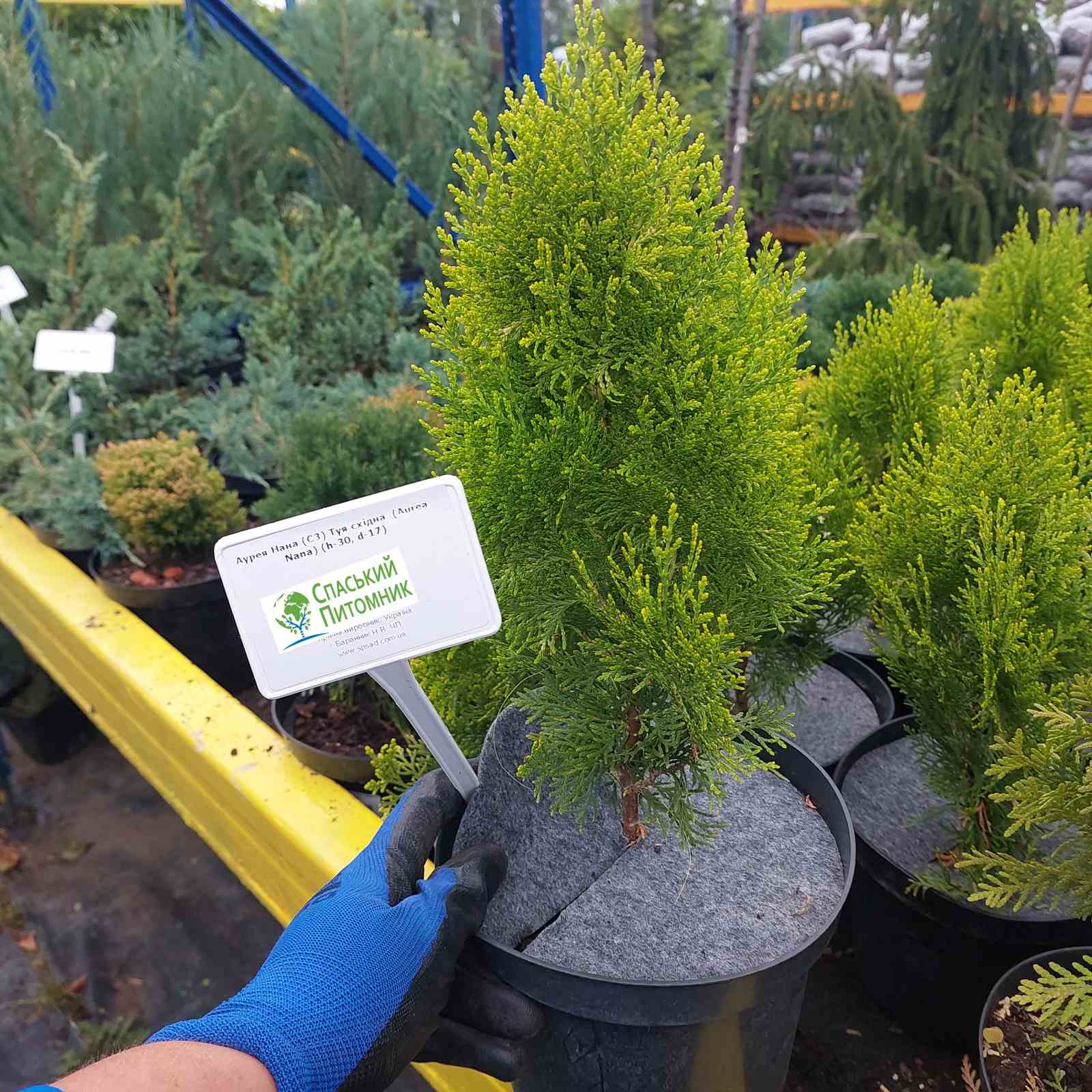 Східна туя (Thuja orientalis) купить по лучшей цене в Украине. Саженцы  Східна туя: описание, фото в интернет магазине Спасский питомник