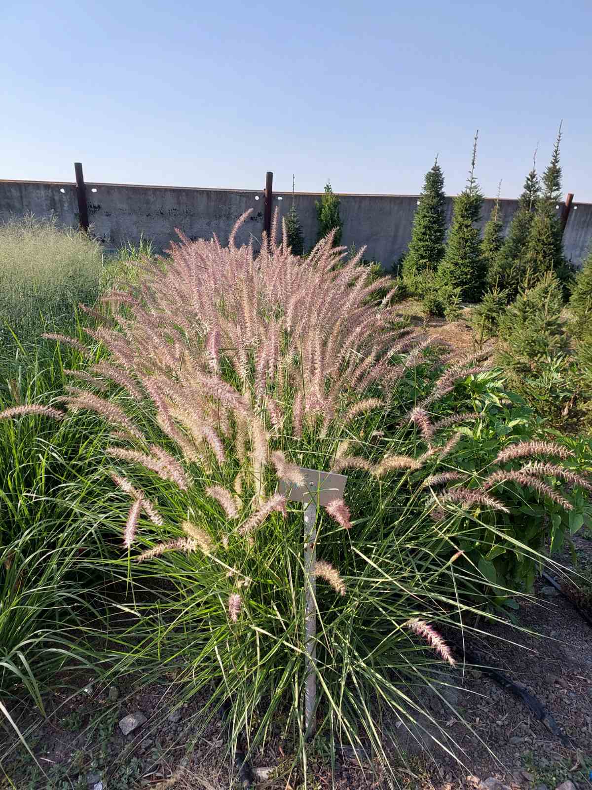 Ұсқынсыз жезөкшелер блять Ауызға сал