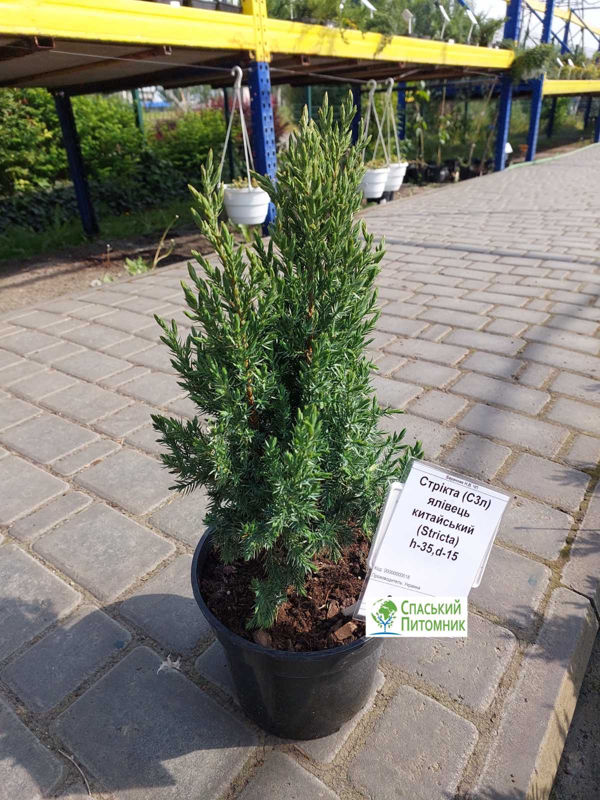 Китайский можжевельник Стрікта (Stricta) купить по лучшей цене в Украине.  Саженцы Стрікта (Stricta): описание, фото в интернет магазине Спасский  питомник