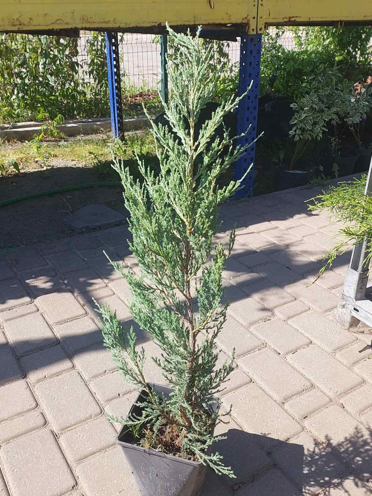 Скальный можжевельник Блю Арроу (Blue Arrow) купить по лучшей цене в  Украине. Саженцы Блю Арроу (Blue Arrow): описание, фото в интернет магазине  Спасский питомник