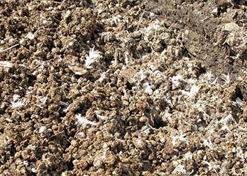 Куриный навоз