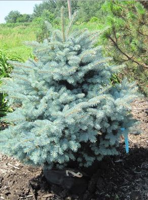 Голубая ёлка