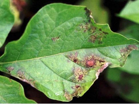 Внесение удобрений Внесение удобрений