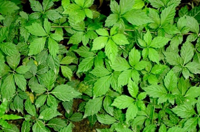 гиностемма