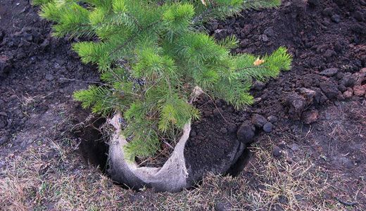 Посадка ёлки Посадка ёлки