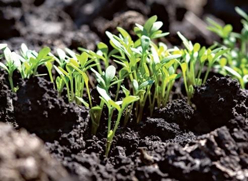 Посадка семян