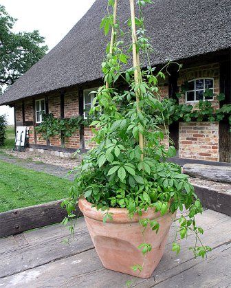 гиностемма гиностемма