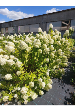 Гортензія волотиста Лаймлайт (С2) Hydrangea paniculata Limelight Гортензія волотиста Лаймлайт (С2) Hydrangea paniculata Limelight
