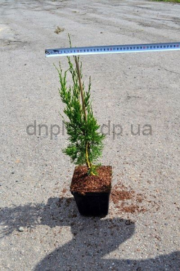 Спартан (С2л) ялівець китайський (Spartan)  h-40, d-15