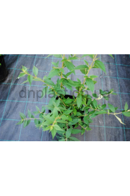 Буддлея Агрус Вельвет (С5) Buddleja Argus Velvet Буддлея Агрус Вельвет (С5) Buddleja Argus Velvet