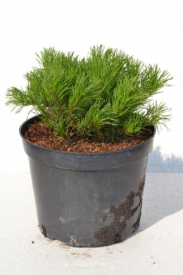 Сосна гірська  Варелла Pinus mugo Varella h-30-40