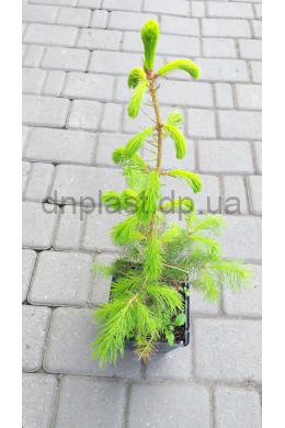Ель обыкновенная (C1,5) Picea abies (h-20 d-15)