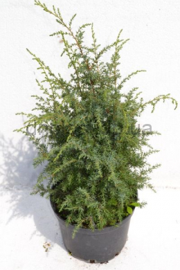 Хіберніка  ялівець звичайний (С5 ) Juniperus communis Hibernica. 